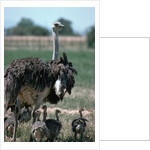Ostrich Watches Over Its Chicks by Anonymous