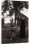 Farmer Pulls Pears from a Tree by Anonymous