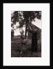 Farmer Pulls Pears from a Tree by Anonymous