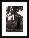 Farmer Pulls Pears from a Tree by Anonymous