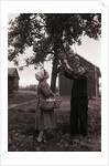 Farmer Pulls Pears from a Tree by Anonymous