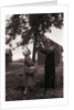 Farmer Pulls Pears from a Tree by Anonymous