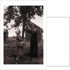 Farmer Pulls Pears from a Tree by Anonymous