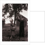 Farmer Pulls Pears from a Tree by Anonymous