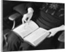 Bible in Woman's Lap by Anonymous