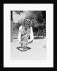 Woman Kneels and Pets Baby Ostrich by Anonymous