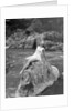 Woman in Bathing Costume by Anonymous