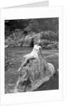 Woman in Bathing Costume by Anonymous