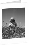 Woman in Wildflower Field by Anonymous