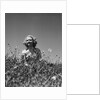Woman in Wildflower Field by Anonymous