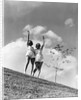 Twin Sisters Waving From Hilltop by Anonymous