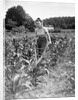 Woman Cultivating Corn Field by Anonymous