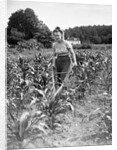 Woman Cultivating Corn Field by Anonymous