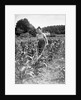 Woman Cultivating Corn Field by Anonymous