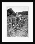 Woman Cultivating Corn Field by Anonymous