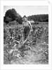 Woman Cultivating Corn Field by Anonymous