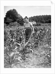 Woman Cultivating Corn Field by Anonymous