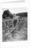 Woman Cultivating Corn Field by Anonymous