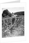 Woman Cultivating Corn Field by Anonymous