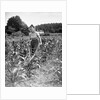 Woman Cultivating Corn Field by Anonymous