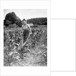 Woman Cultivating Corn Field by Anonymous