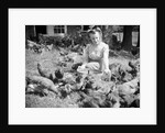 Woman Sits And Hand Feeds Chickens by Anonymous