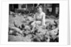 Woman Sits And Hand Feeds Chickens by Anonymous