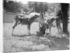 Woman Feeding Calves On Farm by Anonymous