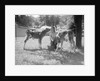 Woman Feeding Calves On Farm by Anonymous