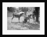 Woman Feeding Calves On Farm by Anonymous