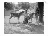 Woman Feeding Calves On Farm by Anonymous