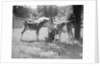 Woman Feeding Calves On Farm by Anonymous