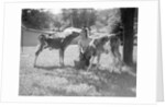 Woman Feeding Calves On Farm by Anonymous