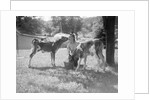 Woman Feeding Calves On Farm by Anonymous