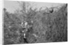 Man and Son Looking at Pheasant by Anonymous