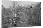 Man and Son Looking at Pheasant by Anonymous