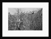 Man and Son Looking at Pheasant by Anonymous