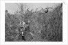 Man and Son Looking at Pheasant by Anonymous