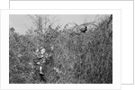 Man and Son Looking at Pheasant by Anonymous