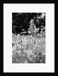 Girl in Daisy Field by Anonymous