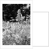 Girl in Daisy Field by Anonymous