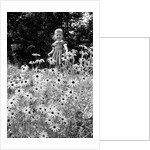 Girl in Daisy Field by Anonymous