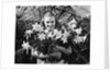 Young Woman with Arms Full of Easter Lillies by Anonymous