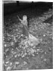 Little Girl Raking Leaves by Anonymous