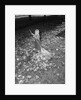 Little Girl Raking Leaves by Anonymous