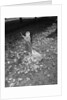 Little Girl Raking Leaves by Anonymous