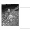 Little Girl Raking Leaves by Anonymous