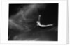 Woman Performing Swan Dive by Anonymous