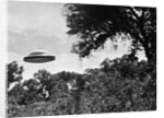 UFO Flying Low Over Trees by Anonymous