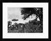 UFO Flying Low Over Trees by Anonymous